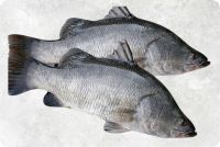 Frozen Barramundi (Sea Bass)