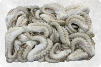 Frozen Cephalopod