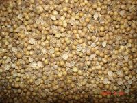 Quality Coriander Seeds