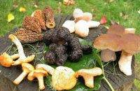 WILD MUSHROOMS
