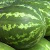 Watermelons Watermelons