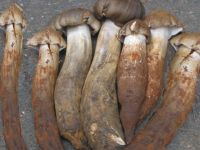 Termite Mushroom, Wild Mushrooms