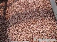 Peanut Kernals New Crop