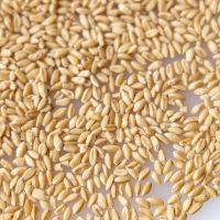 We Supply Durum Hard Wheat Grains 100% Prices From Canada/ Buy Wheat Grains From Canada at Wholesale Price From South Africa