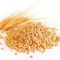 Wheat Best Grade Whole Organic Soft Wheat Grains in Bulk Quantities/Premium Quality Hard Wheat Wholesale From South Africa