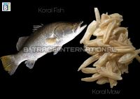 Koral Fish Maw