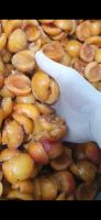 Frozen Apricot Halves (Pitted) From Uzbekistan
