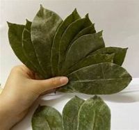 PURE SOURSOP LEAF HERBAL INFUSION TEA BAG FOR CLEAN LABEL IMMUNE SUPPORT From South Africa