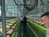 Hydroponic Fodder System for Livestock  From South Africa