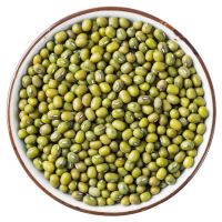 Clean Green Mung Beans Fresh and Healthy Green Mung Beans for Organic Stores and Bulk Purchase