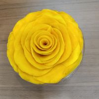 Dried Mango Naturally Processed Vietnam Fruit Slice for Supermarkets Retail Chains and Global Food Export Markets