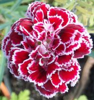 CARNATION FLOWER