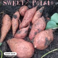 sweet potato 