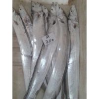 BQF Style Ribbon Fish Available In Bulk Quantity 