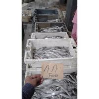 Organic Frozen Ribbon Fish Available