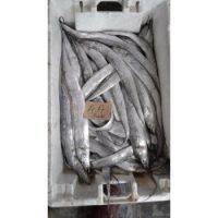 BQF Style Ribbon Fish Available With Best Quality 