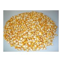  Yellow corn offered in large lots for cost-effective wholesale and volume buyers From South Africa