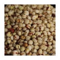 High quality sorghum grains bulk supply factory price From South Africa