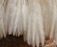 Dried Mini Pampas Grass