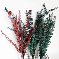 Three types of eucalyptus leaves (Dye absorption, bleaching)