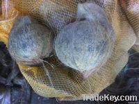 FRESH MATURE COCONUT