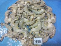 FROZEN RAW BLACK TIGER HEADLESS SHRIMP