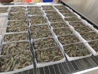 FROZEN SEAFOOD SHRIMP HEAD ON From India