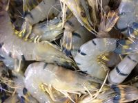 FROZEN RAW BLACK TIGER HEAD ON SHRIMP