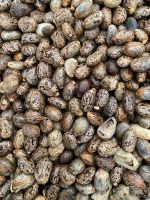 Castor Seeds