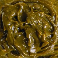 Ecklonia Maxima Concentrate From South Africa