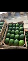 Moroccan Hass Avocados