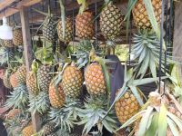 Fresh Pineapples