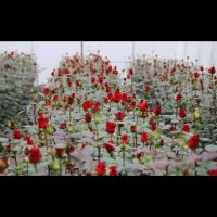 Yunnan &#039;Highland Red&#039; Single Stem Roses | Vintage Burgundy | Valentine&#039;s Day Wholesale