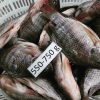 Tilapia Whole Round,Tilapia Fillets