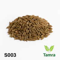 Coriander  From Egypt