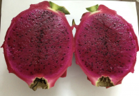 High Grade Natural Fresh Dragon Fruit Vietnam Origin for Wholesale Export and Fruit Salad Processing