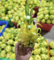 Vietnam Natural Fresh Dragon Fruit for Smoothies, Dessert Toppings and International Food Processing Supply