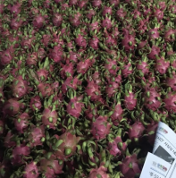 Vietnam Fresh Pink Dragon Fruit Made from Natural Tropical Material for Restaurants and Retail Chains