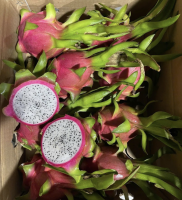 High Quality Natural Fresh Dragon Fruit from Vietnam for Export and Dessert Use in Global Food Industry