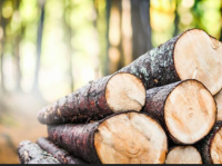Top Quality Timber Logs and Sawn Timber  Bulk Orders From Thailand