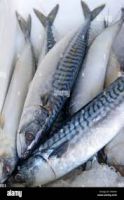 Frozen Mackerel &Atilde;&cent;&iuml;&iquest;&frac12;&iuml;&iquest;&frac12; IQF / Block Frozen Options From Thailand