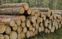 Timber Wood Wholesale Bulk Supply From Thailand