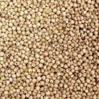 Premium White Sorghum Grain for Food and Feed Industries From Thailand