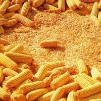 Yellow Corn for Animal Feed Grade #2 & #3 From Thailand