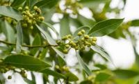 Bay Leaves Supplier for Culinary and Industrial Use From Thailand