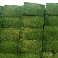 Fresh green alfalfa hay From UK