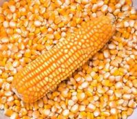 Sun dried yellow maize available 