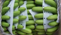 Fresh Cavendish Bananas for Export â Premium Quality From Vietnam