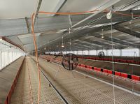 Breeder Feeding System
