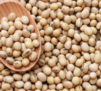 &acirc;PREMIUM QUALITY OF &quot;SOYABEAN&quot; FROM BENIN AVAILABLE
